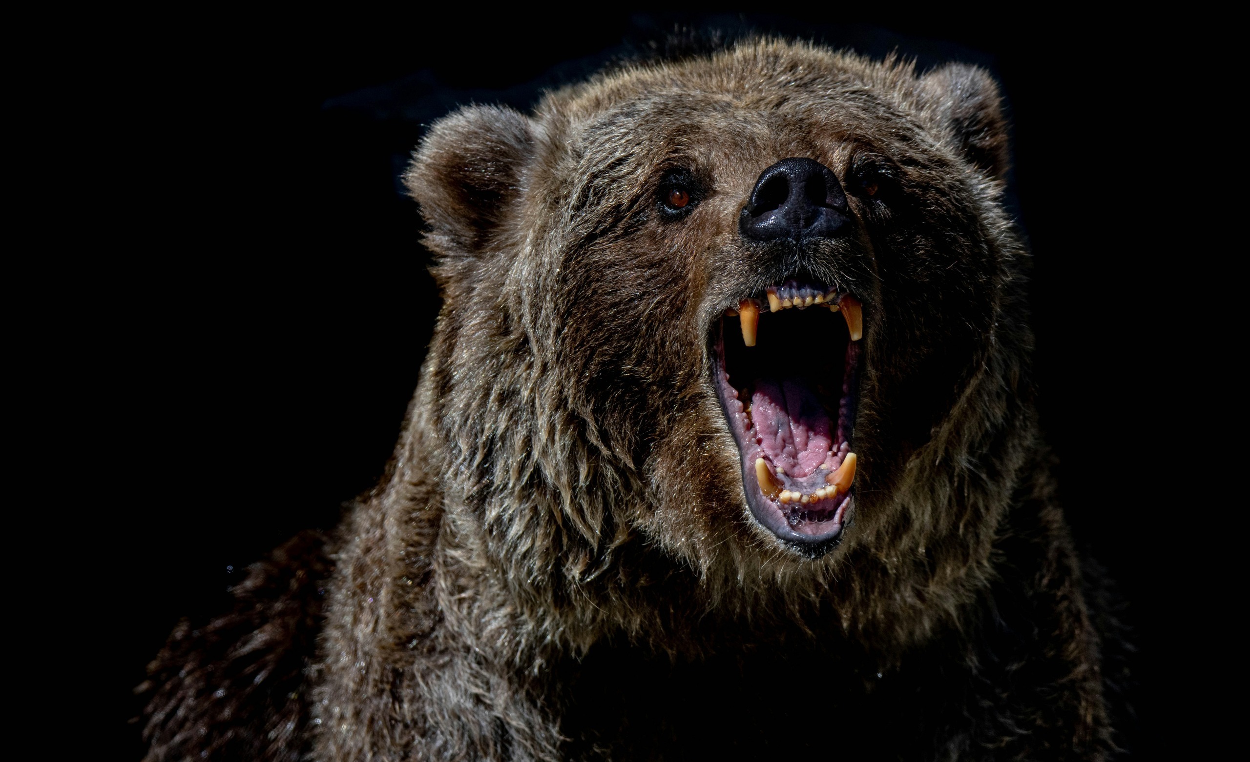 Surviving A Grizzly Bear Encounter