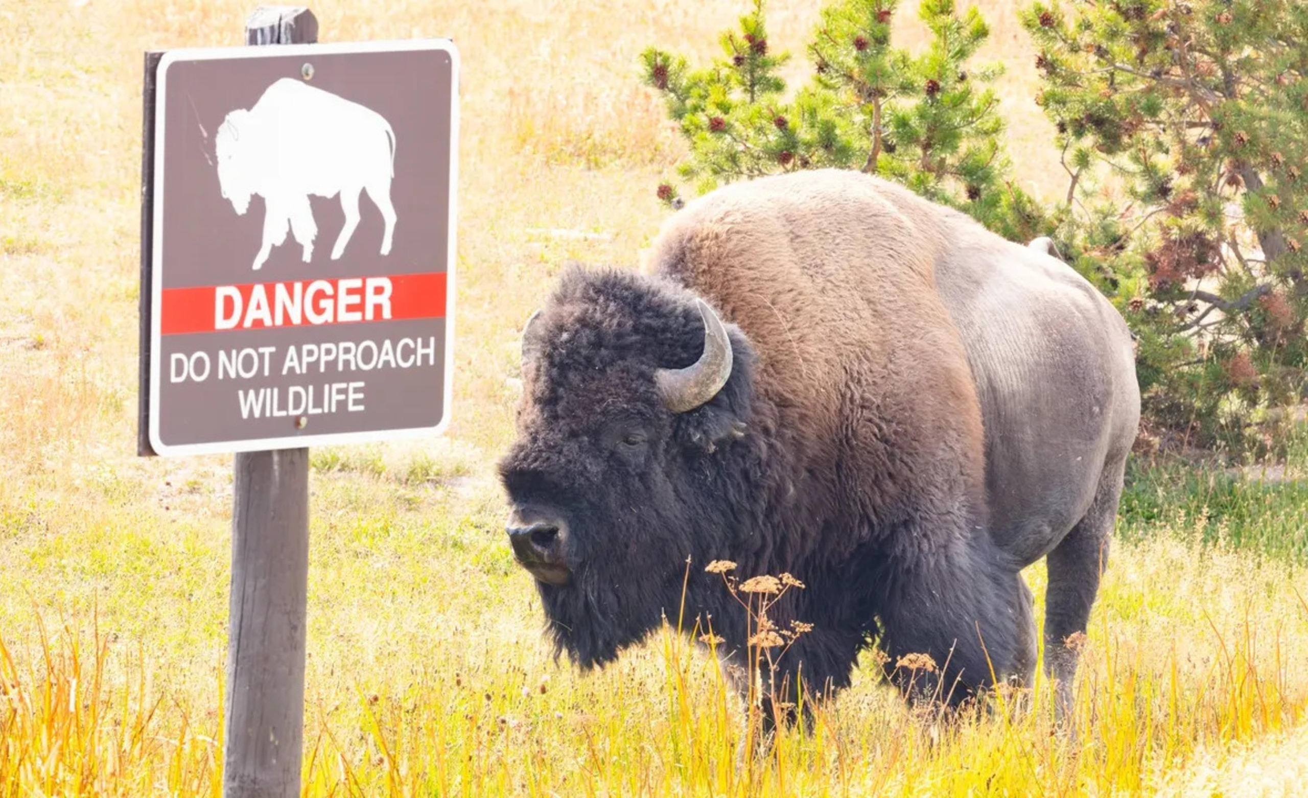 How To Survive A Bison Attack