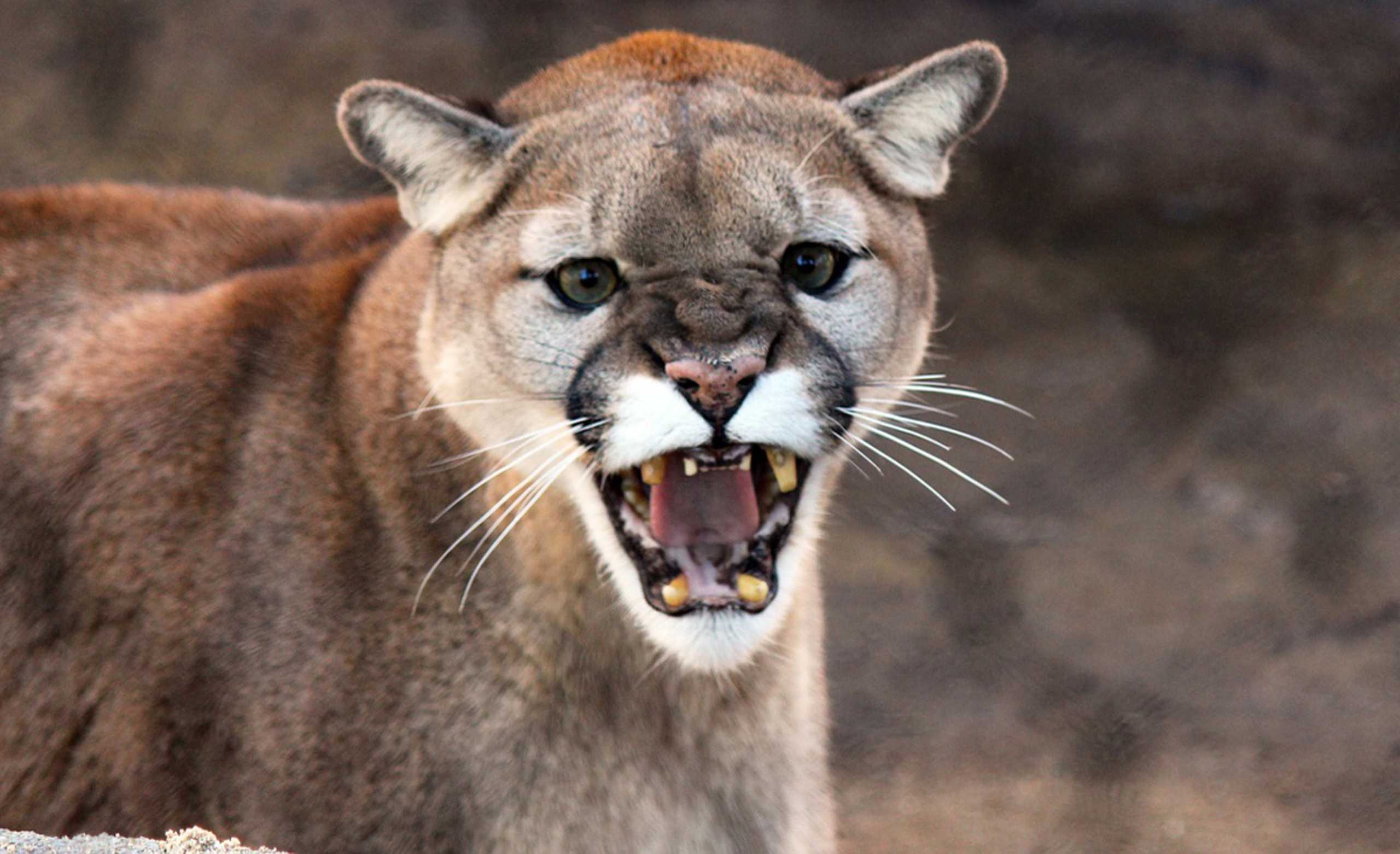 How To Survive A Cougar Attack