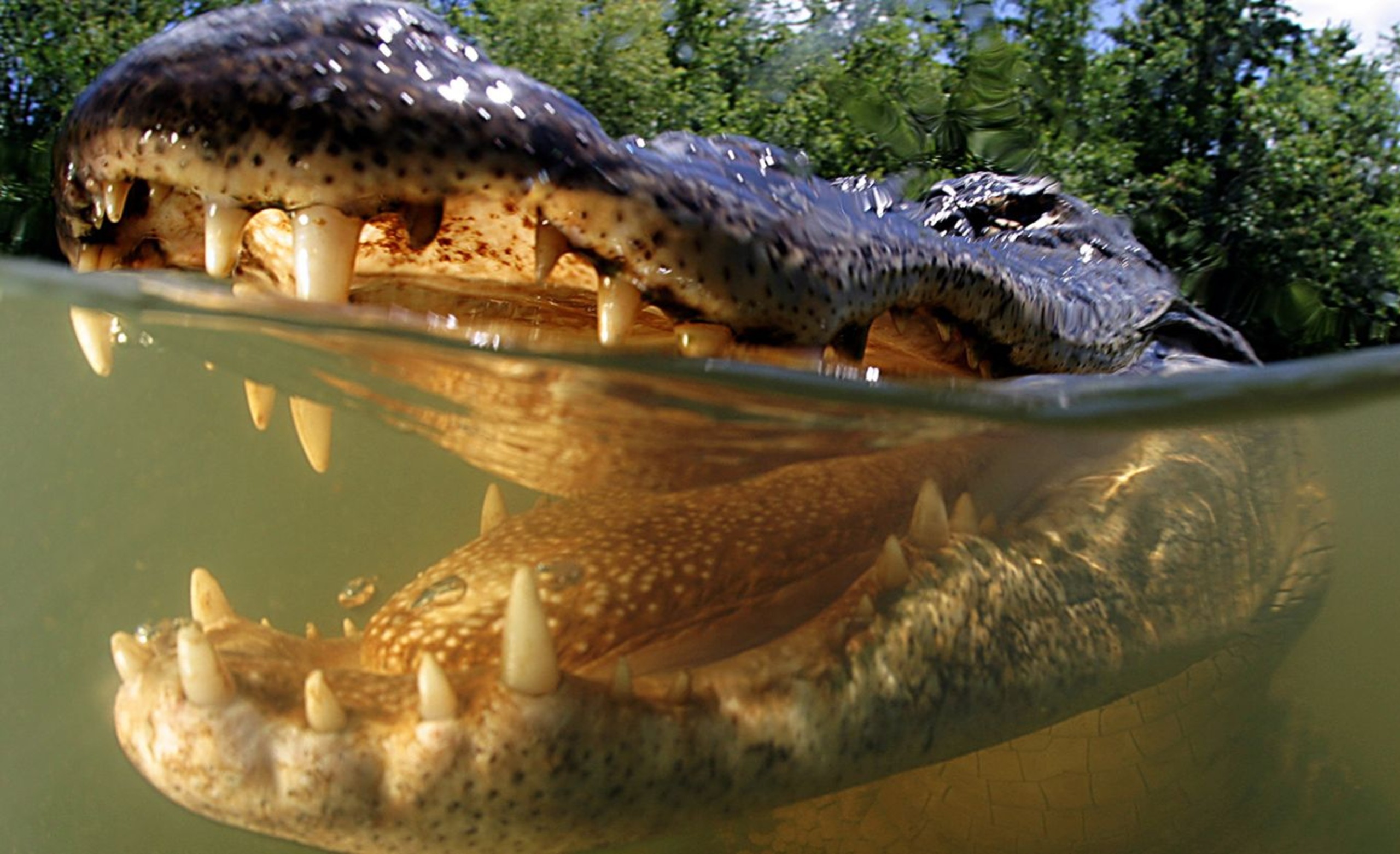 Surviving An Alligator Attack