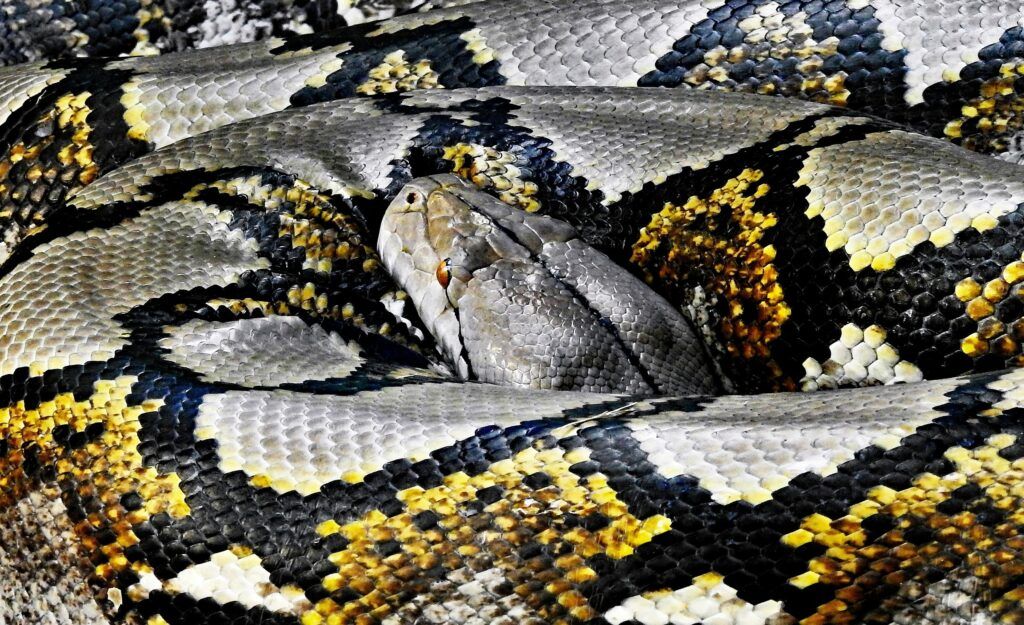 How To Survive A Python Attack - The Survival Way
