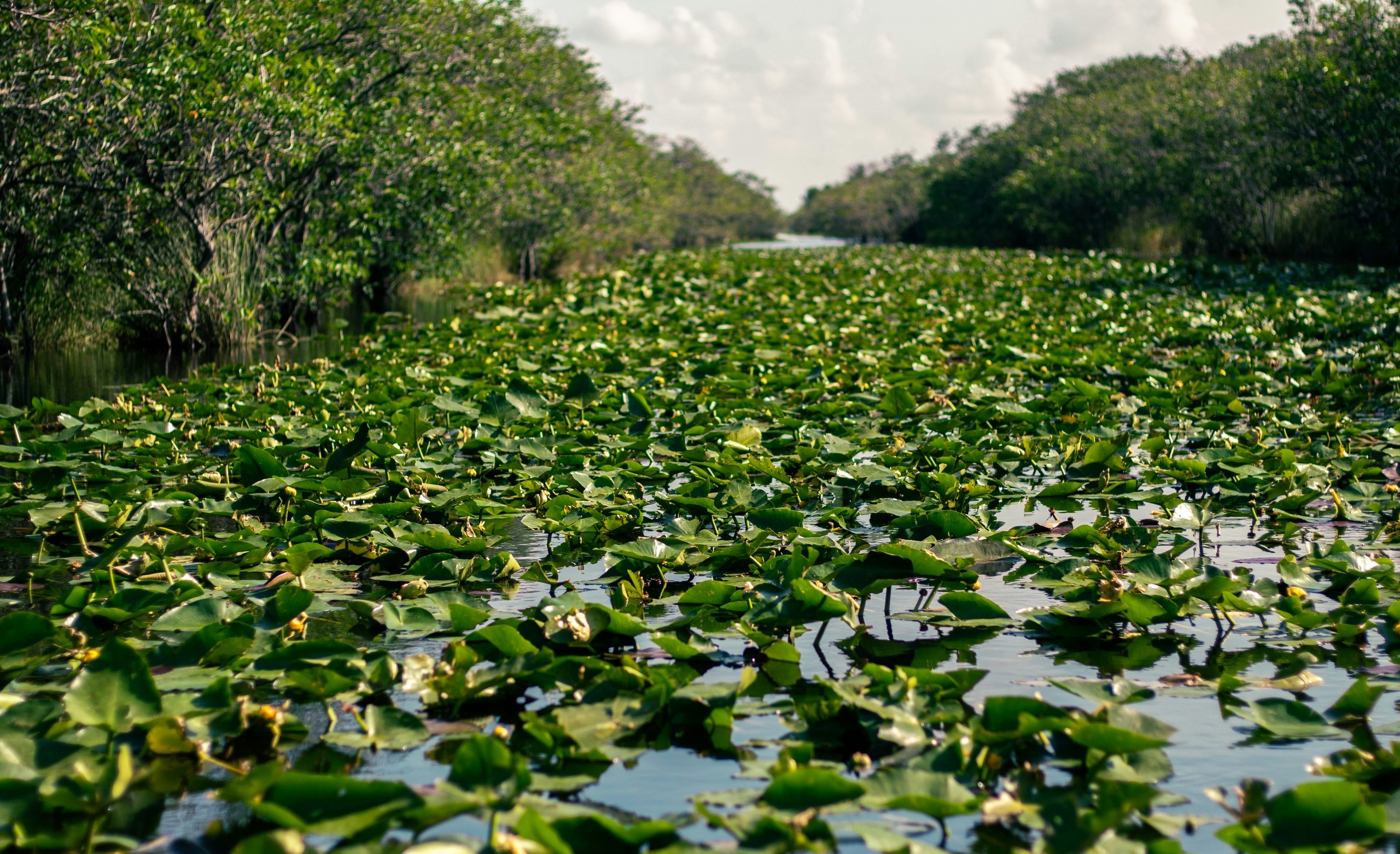 Surviving In The Everglades