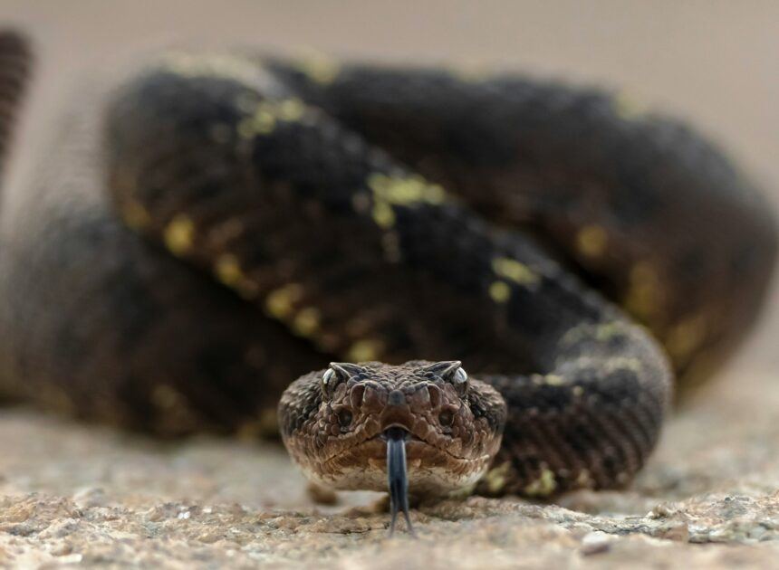 How To Survive A Rattlesnake Bite