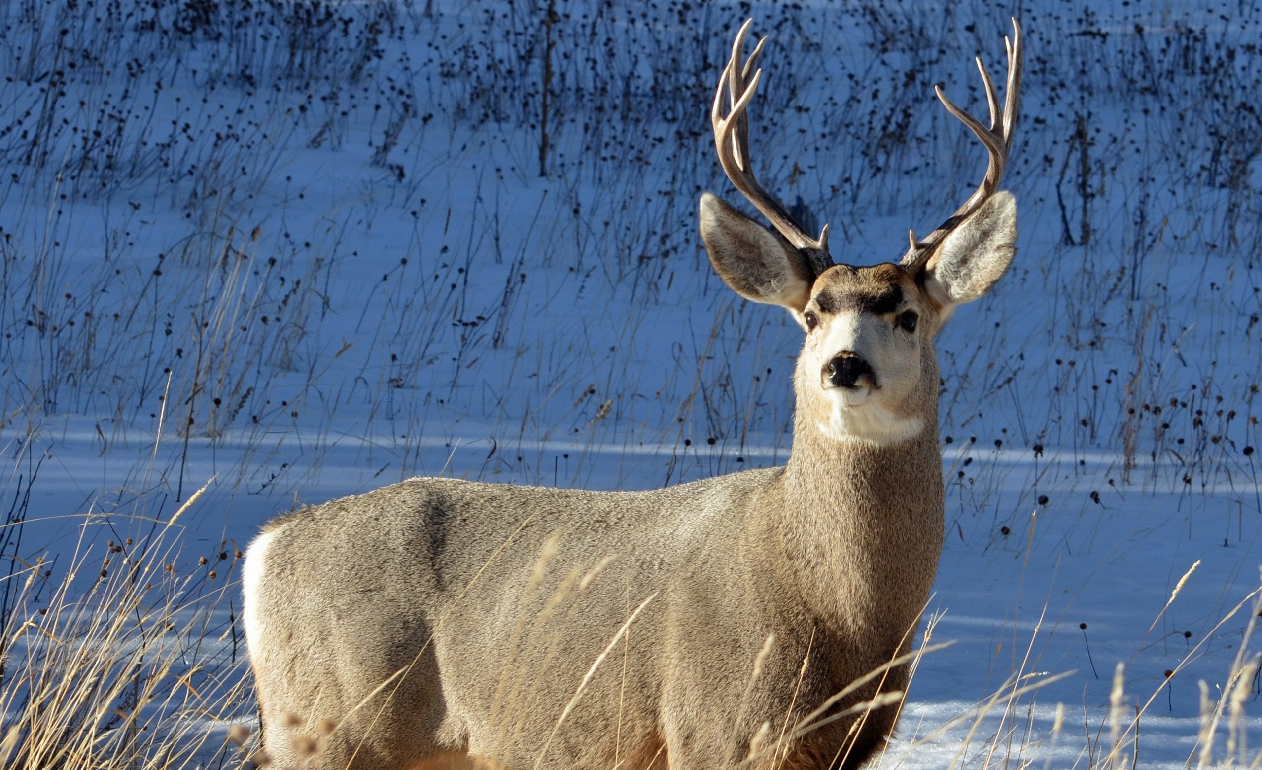 Deer Hunting Tips For Beginners