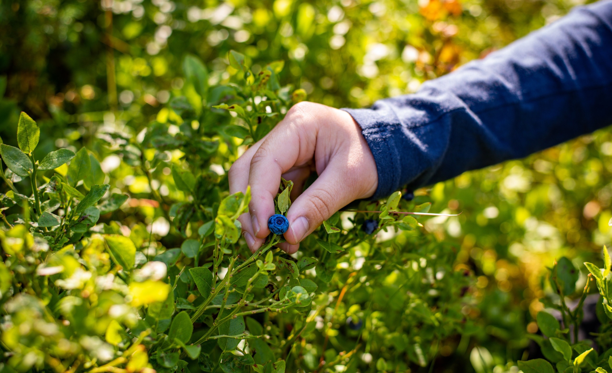 Edible Plants In North America