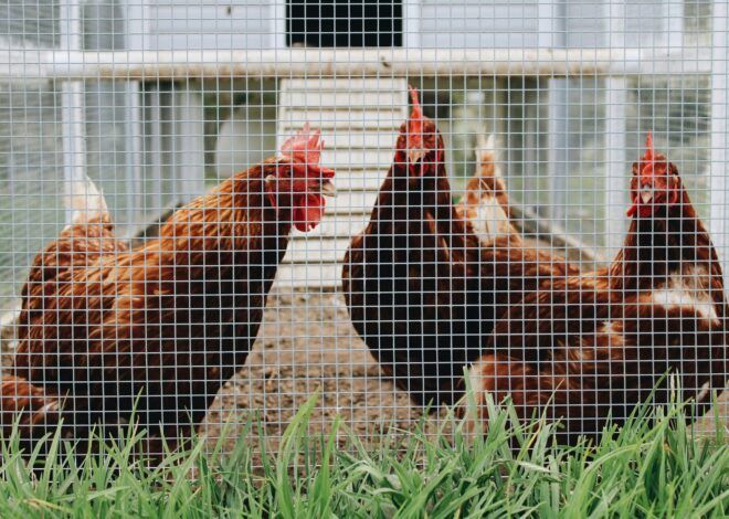 Build Your Own Chicken Coops