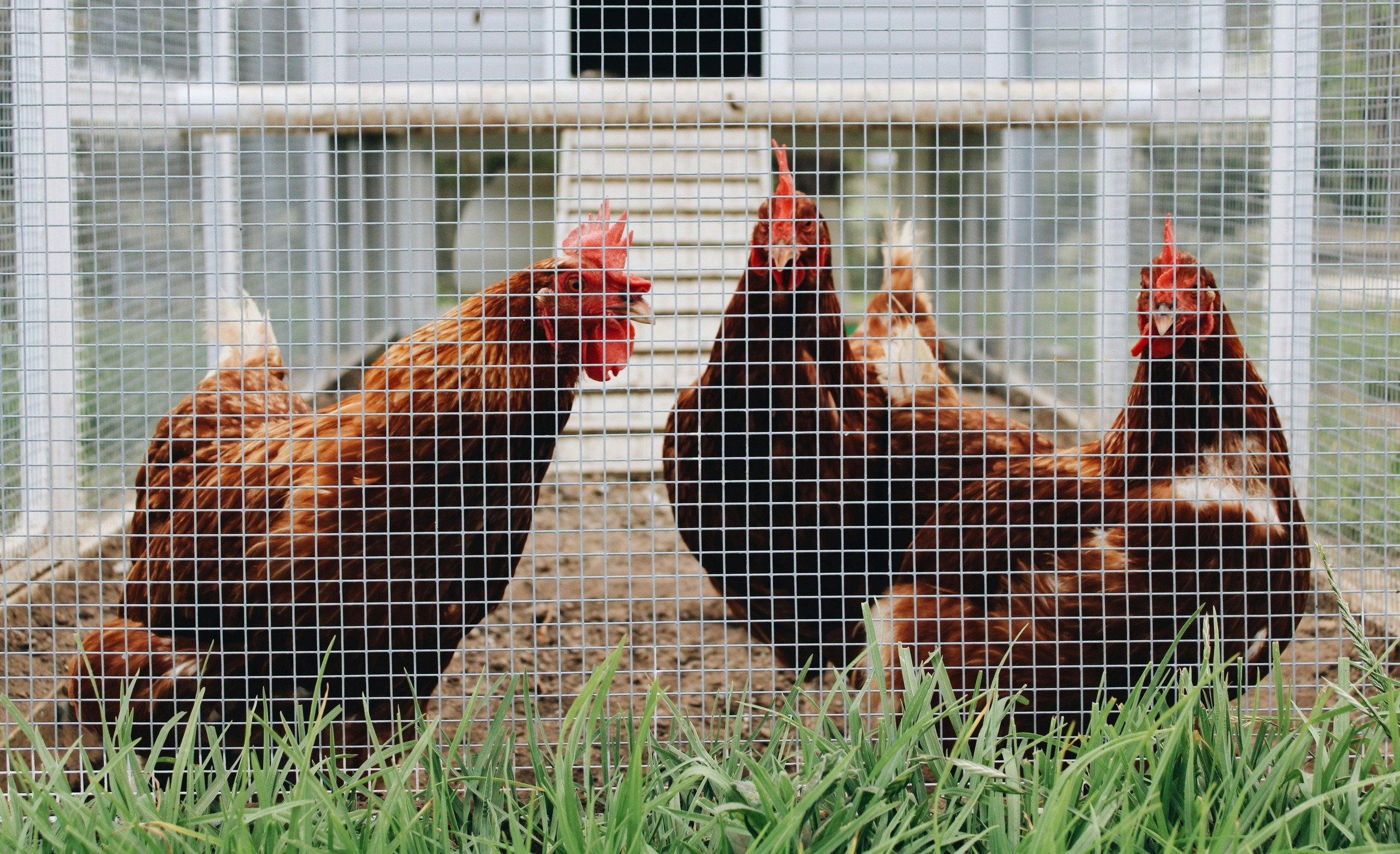 Build Your Own Chicken Coops