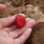 Foragers Guide To Wild Foods