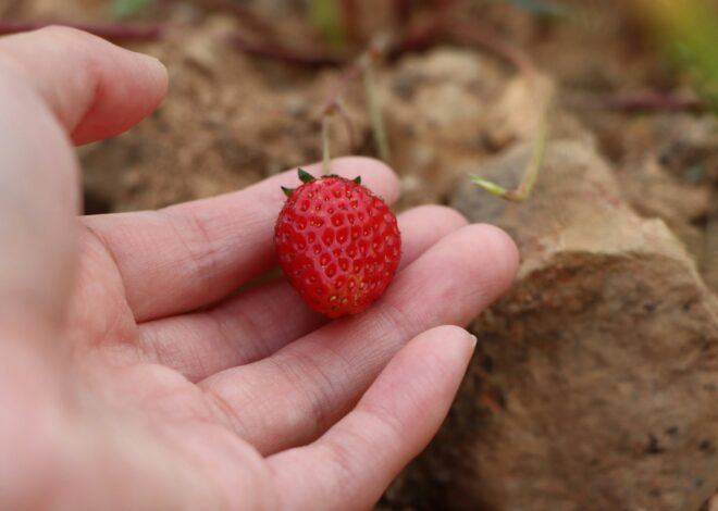 Foragers Guide To Wild Foods