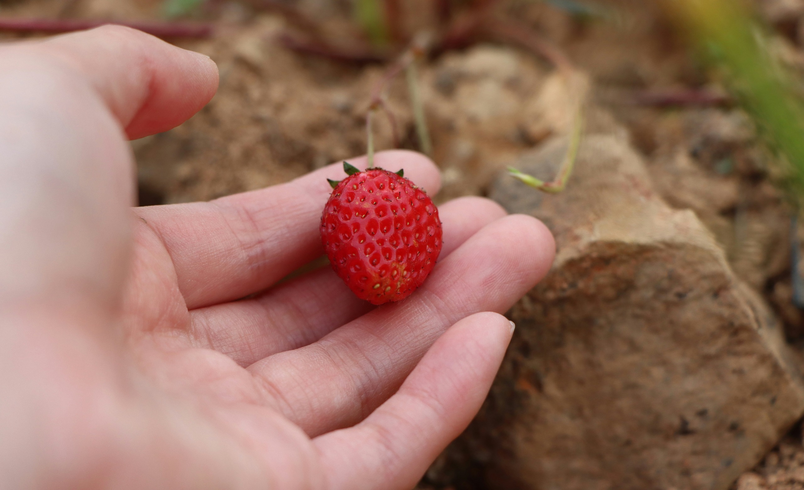 Foragers Guide To Wild Foods