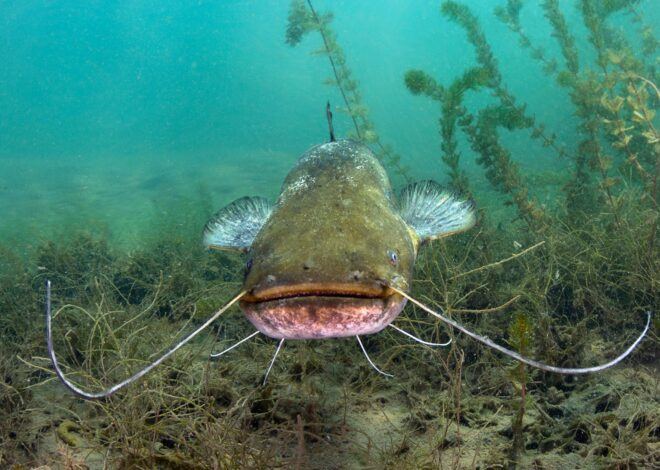 How To Catch A Big Catfish