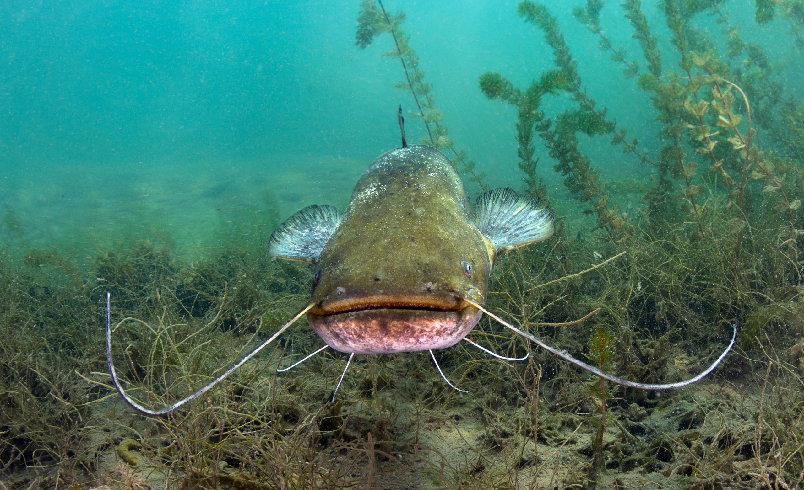 How To Catch A Big Catfish