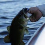 How To Catch Bass For Beginners