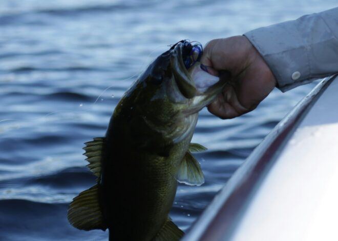 How To Catch Bass For Beginners