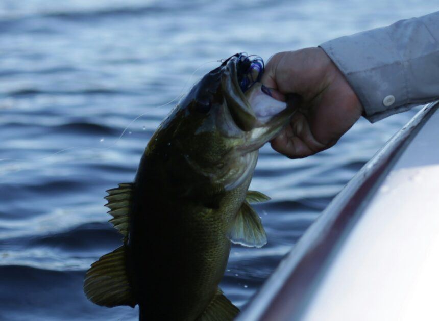 How To Catch Bass For Beginners