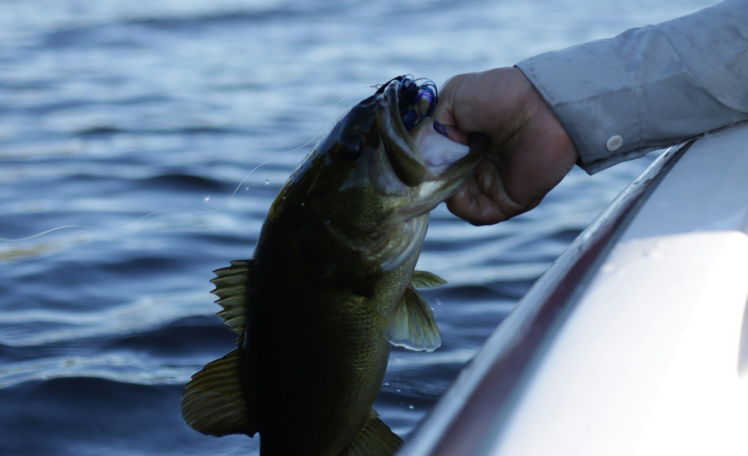 How To Catch Bass For Beginners