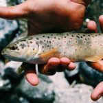 How To Catch Mountain Trout