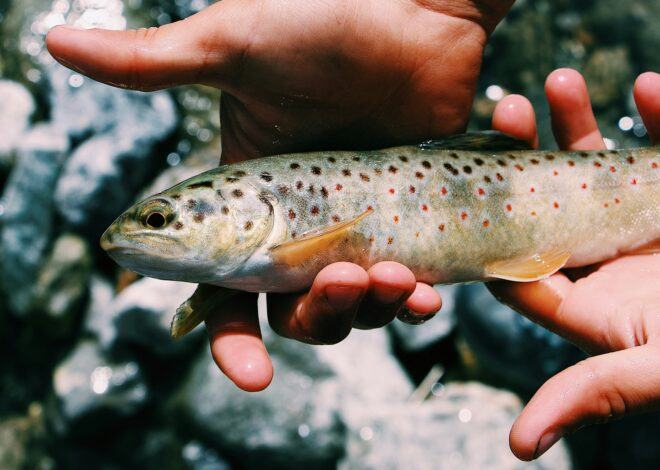 How To Catch Mountain Trout