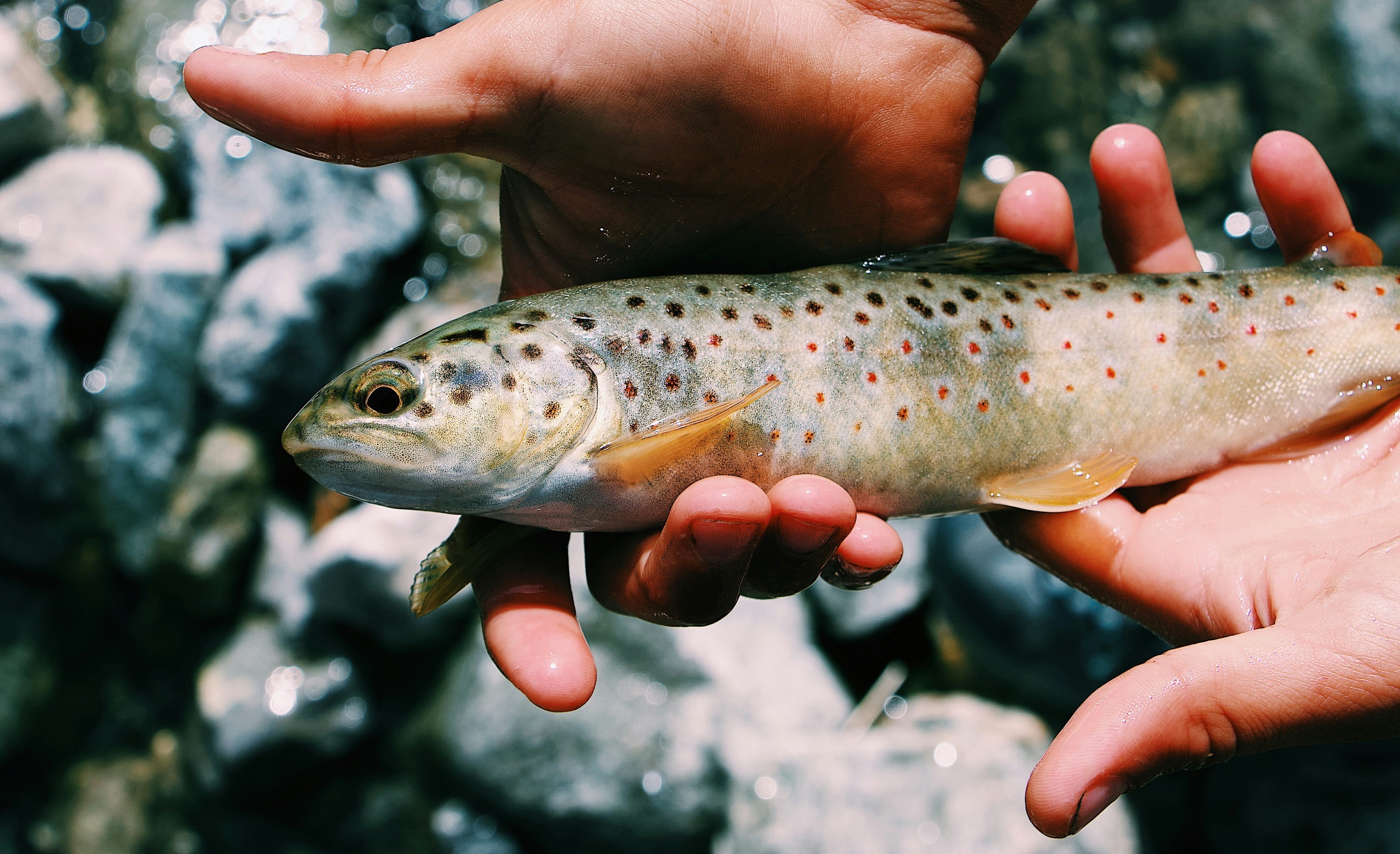 How To Catch Mountain Trout