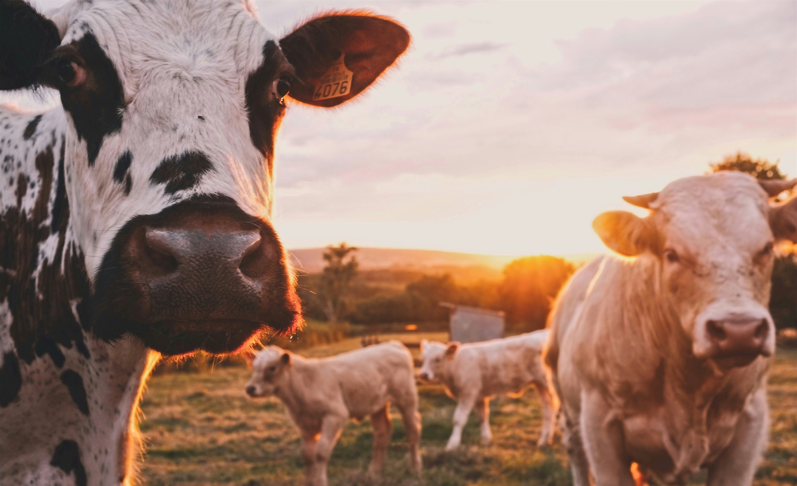 How To Raise Cattle For Beginners