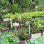 Growing A Vegetable Garden For Beginners