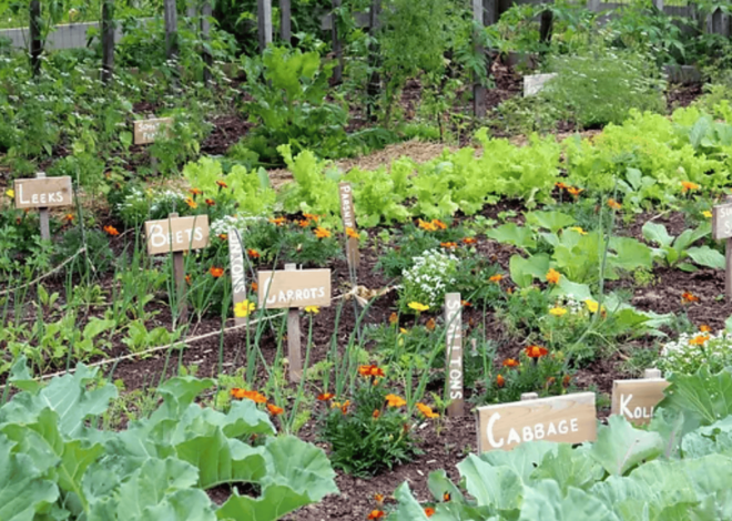 Growing A Vegetable Garden For Beginners