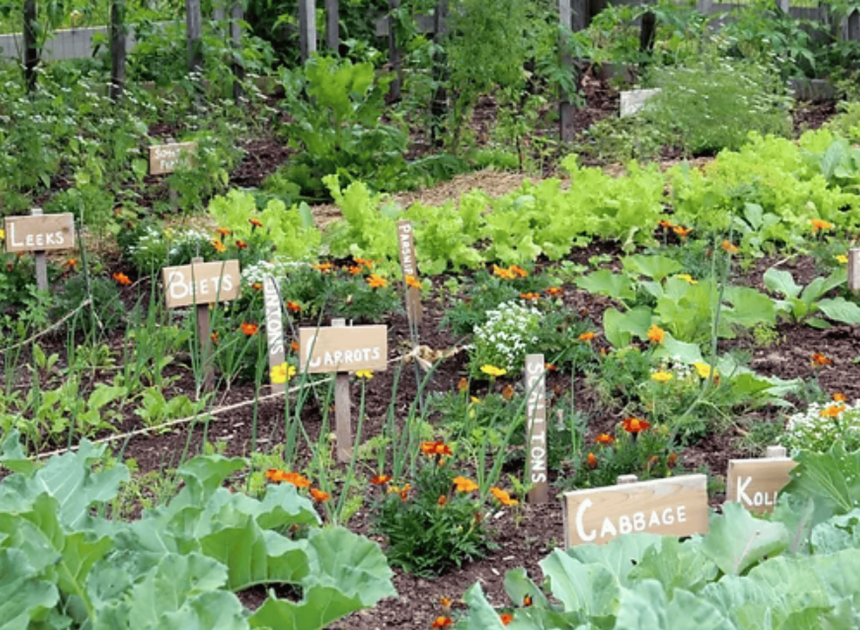 Growing A Vegetable Garden For Beginners