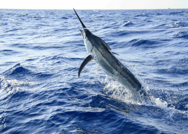 How To Catch A Blue Marlin