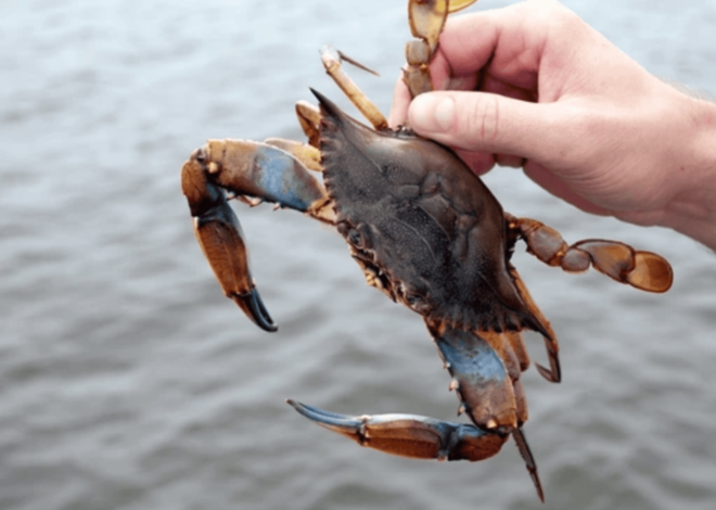 How To Catch Blue Crab