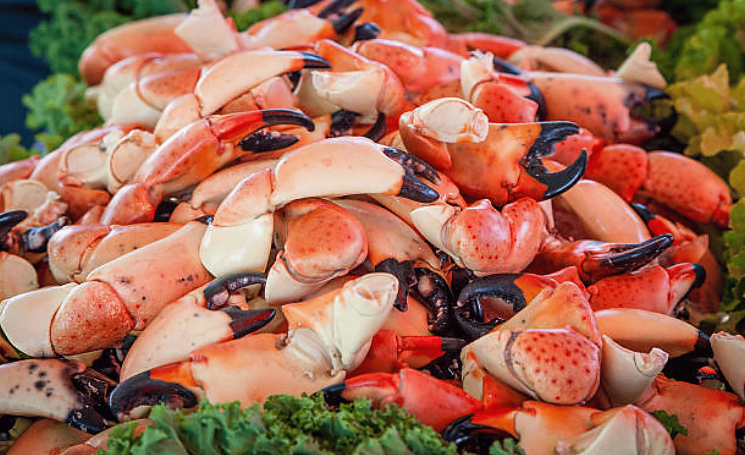 How To Catch Florida Stone Crabs