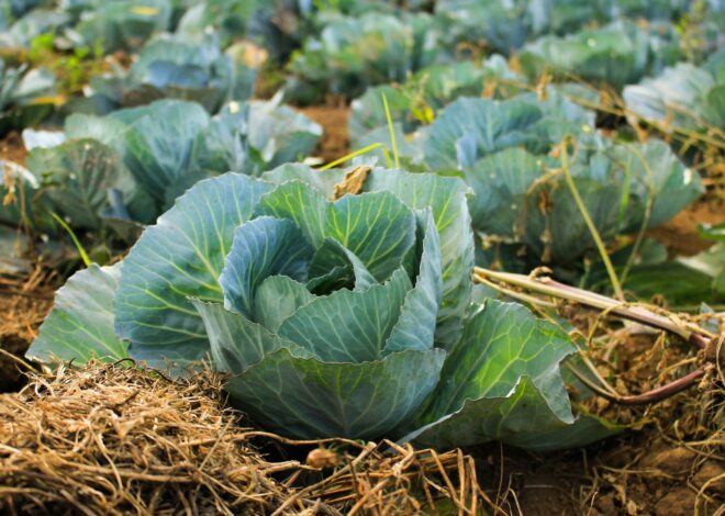 How To Grow A Cabbage