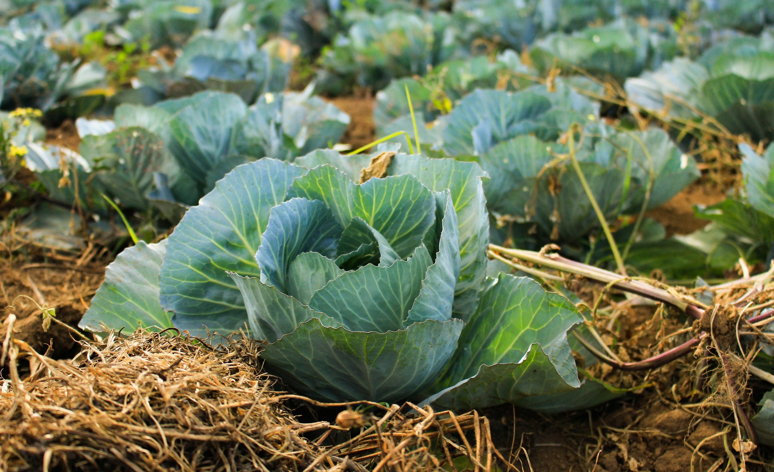 How To Grow A Cabbage