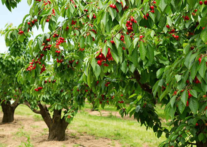 How To Grow A Cherry Tree