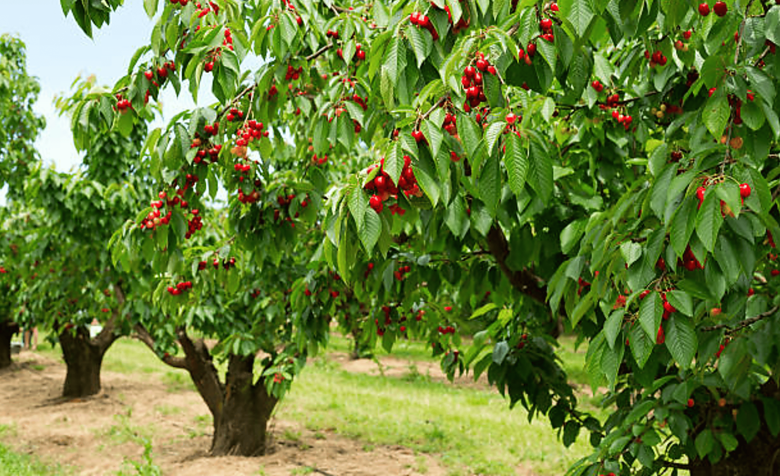 How To Grow A Cherry Tree