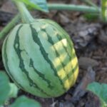 How To Grow A Watermelon