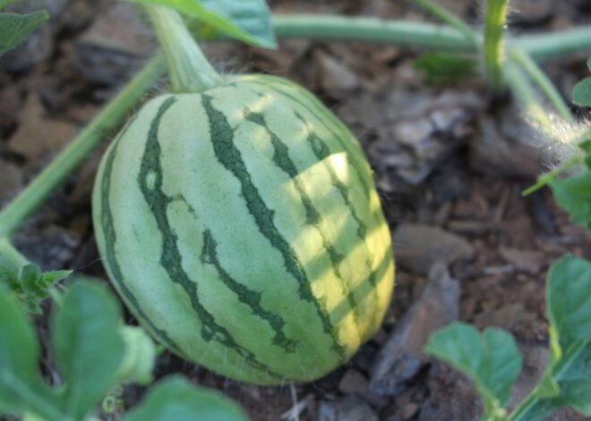 How To Grow A Watermelon