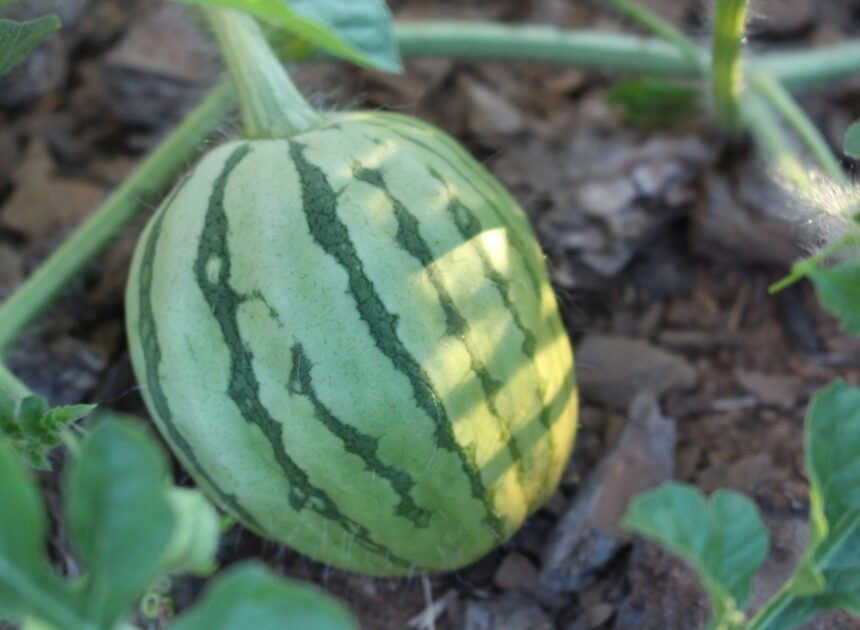 How To Grow A Watermelon