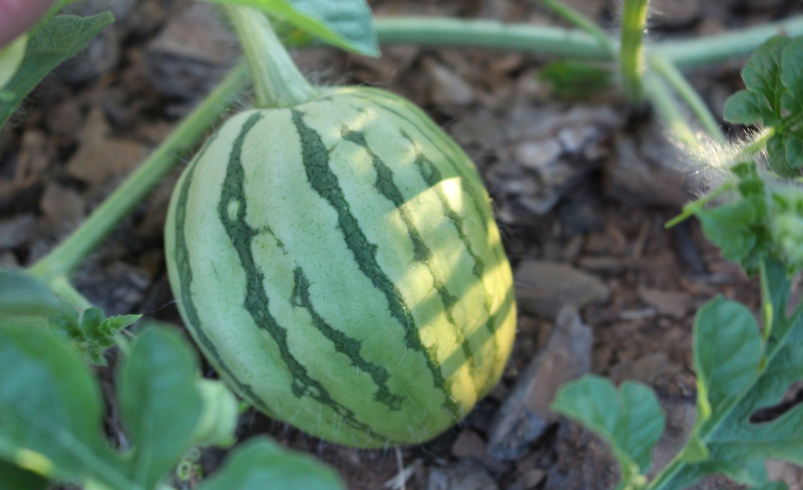 How To Grow A Watermelon