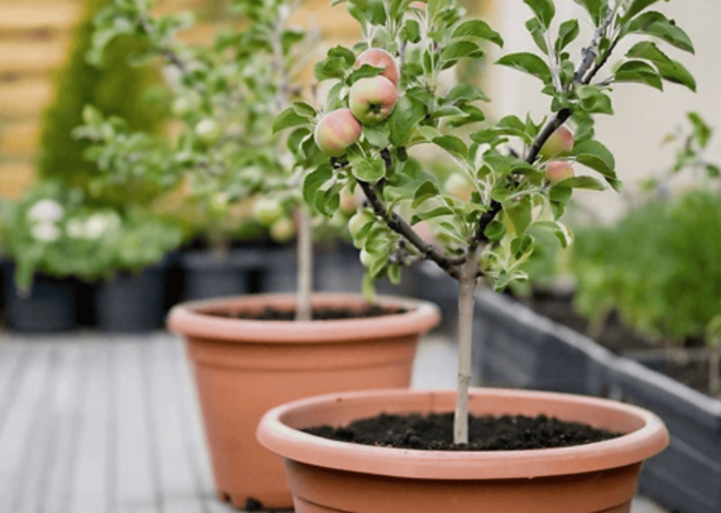 How To Grow An Apple Tree Indoors