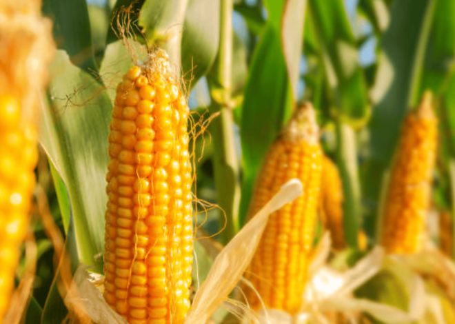 How To Grow Corn For Beginners