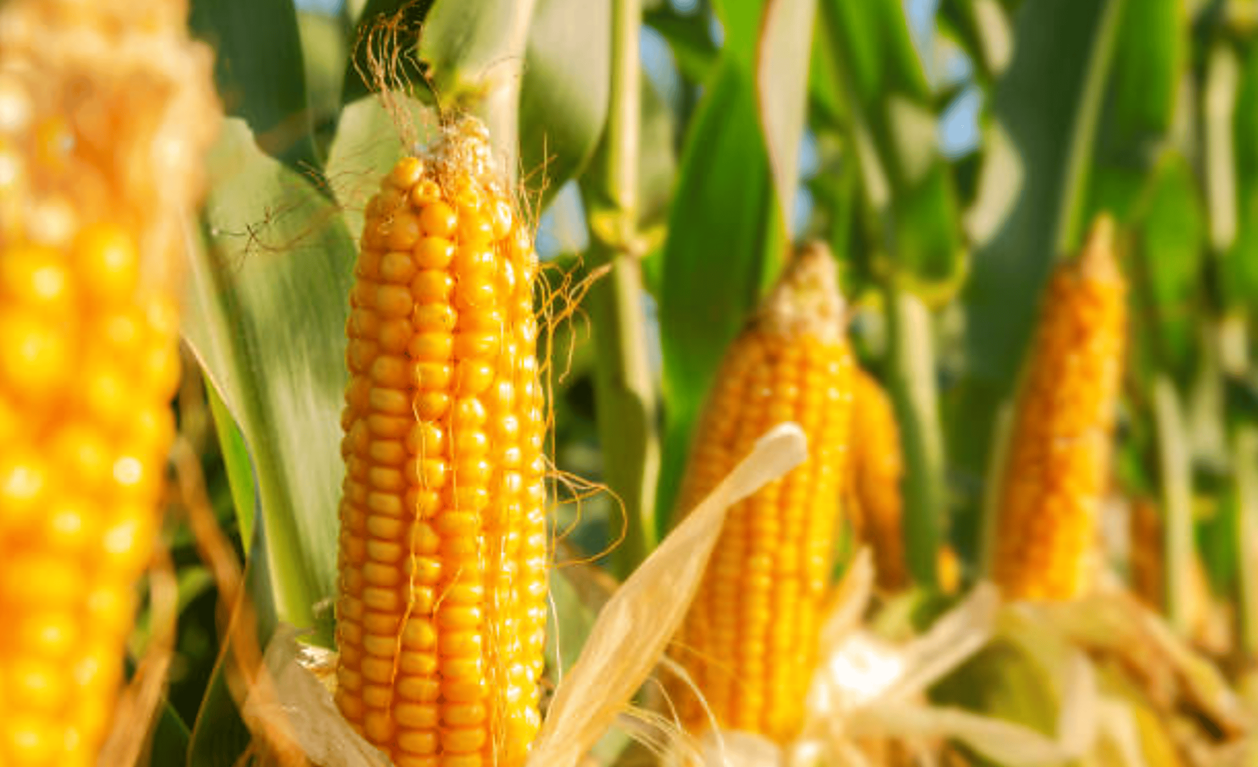 How To Grow Corn For Beginners