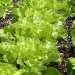 How To Grow Lettuce For Beginners