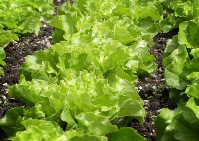 How To Grow Lettuce For Beginners