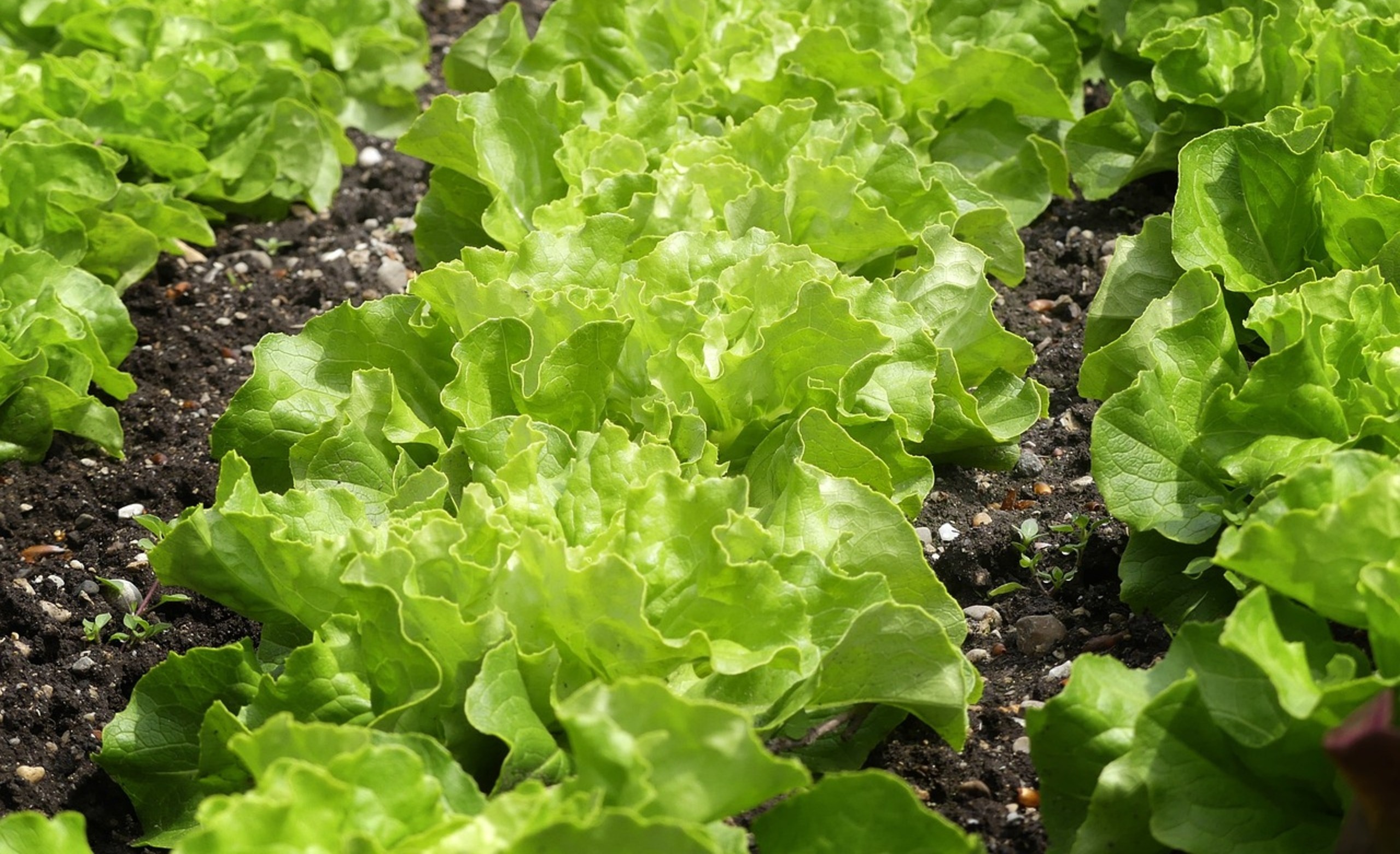 How To Grow Lettuce For Beginners