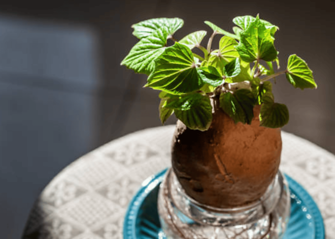 How To Grow Potatoes Indoors