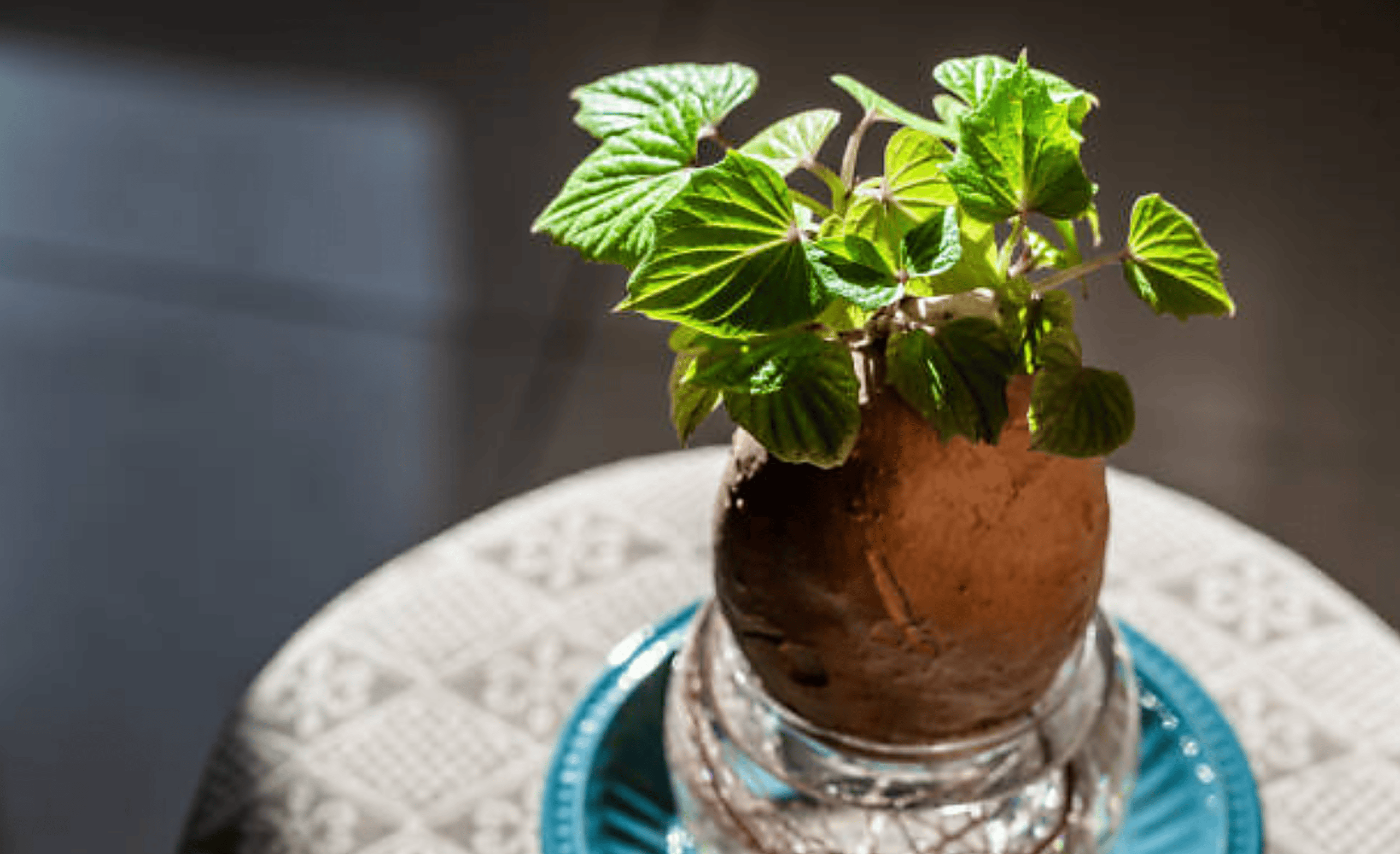 How To Grow Potatoes Indoors