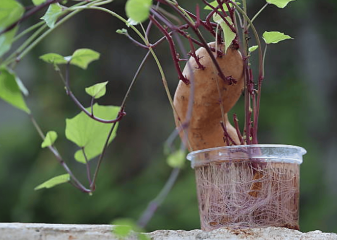 How To Grow Sweet Potatoes Indoors