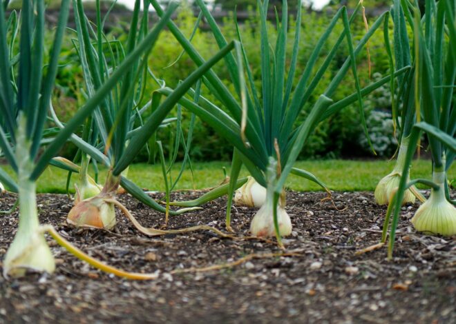 How To Grow The Best Onions