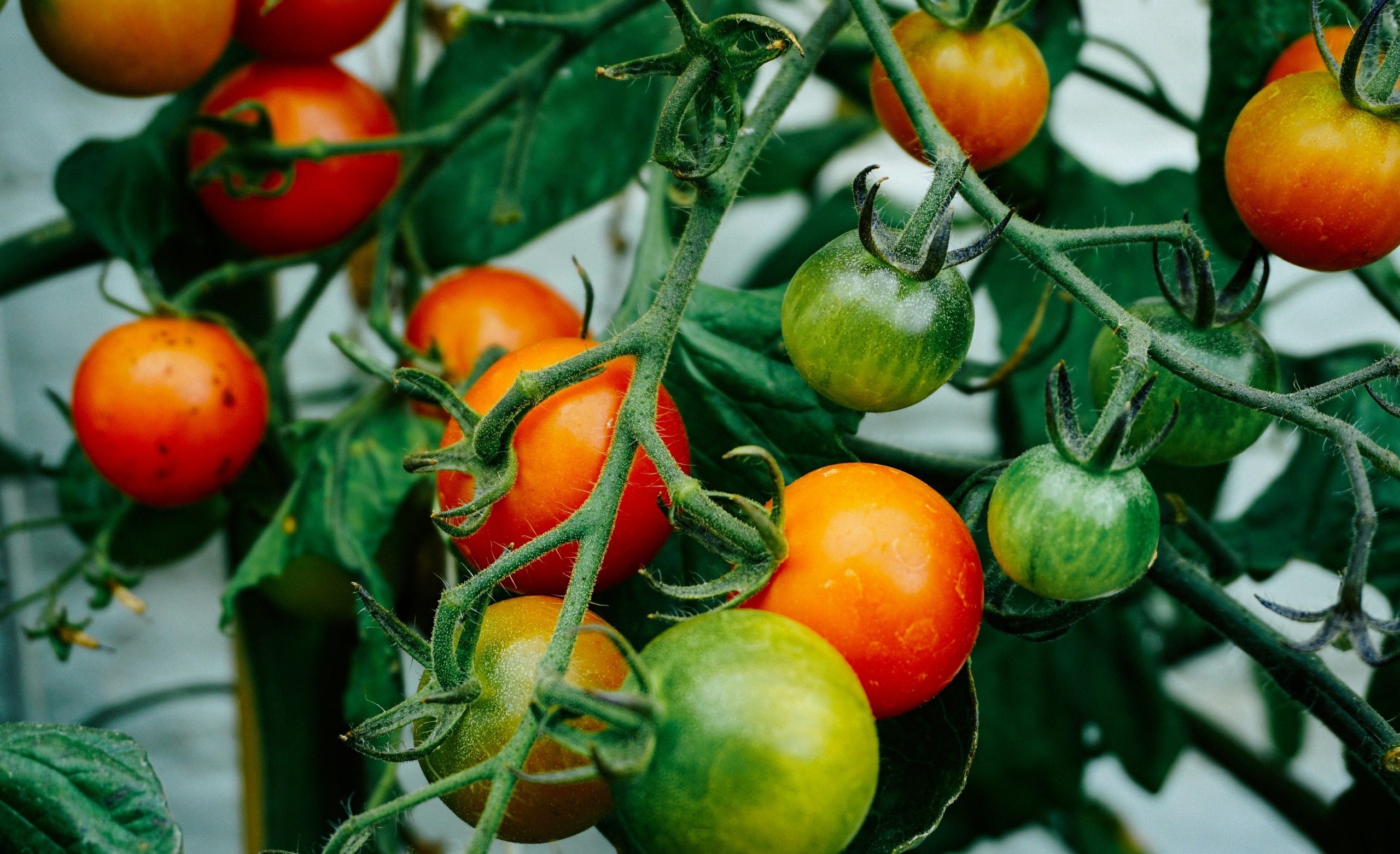 How To Grow Tomatoes For Beginners