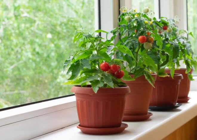 How To Grow Tomatoes Indoors